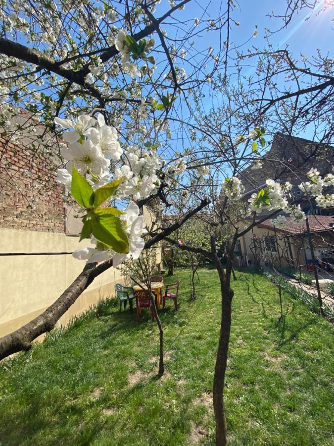Zen House Hostel Timisoara Ngoại thất bức ảnh